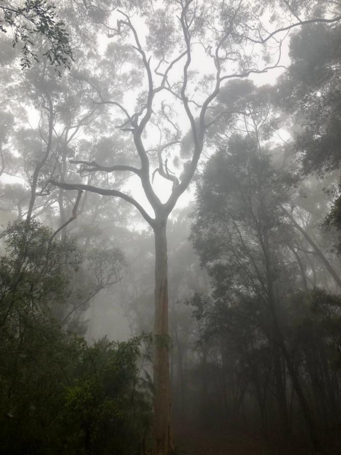 Twin Falls Bush Cottages Fitzroy Falls Exterior foto